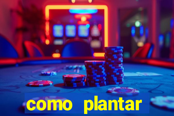 como plantar gergelim no vaso