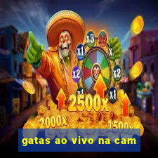 gatas ao vivo na cam