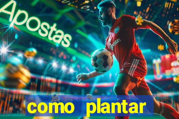 como plantar gergelim no vaso