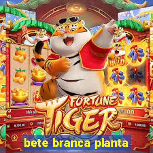 bete branca planta