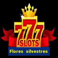 Flores silvestres brasileiras 25