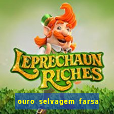 ouro selvagem farsa ouro selvagem o que aconteceu