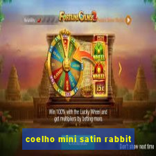 coelho mini satin rabbit